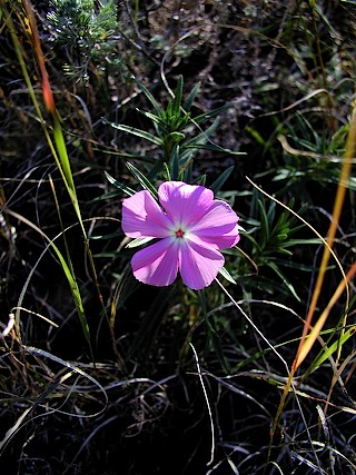 Phlox flower
