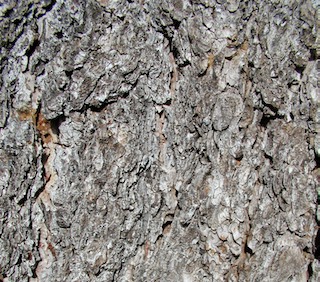 pinon bark