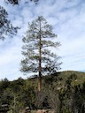 Ponderosa Pine — December 2009