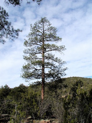 ponderosa tree