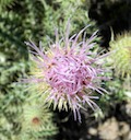 Yellowspine thistle — May 2011