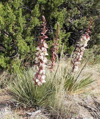 yucca flowering plants