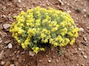 Fendler’s Bladderpod — March 2009
