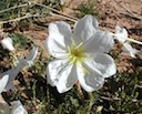 White Stem Evening Primrose — February 2010