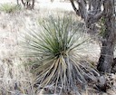 Soapweed Yucca — May 2009